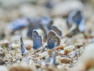 Little blue butterflies swarm