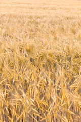 Beautiful wheat field in the sunset light. Golden ears during harvest. Autumn agriculture landscape. Schönes Getreidefeld. Goldene reife Getreide Ähren. Landwirtschaftliche Landschaft.