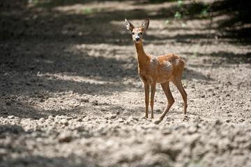 Young roe deer female