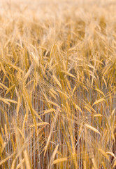 Schönes Getreidefeld. Goldene reife Getreide Ähren. Agrarlandschaft. Beautiful wheat field in the sunset light. Golden ears during harvest. Autumn agriculture landscape.