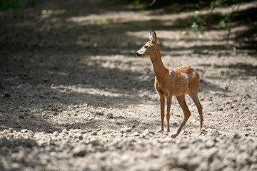 Young roe deer female