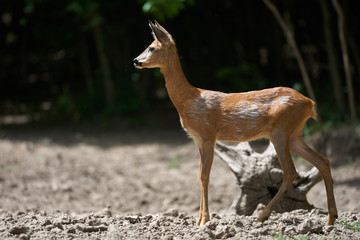 Young roe deer female