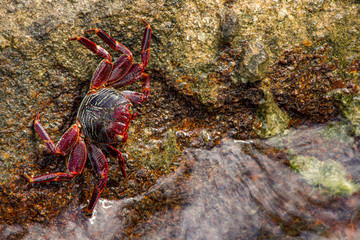 Red crab on a rock