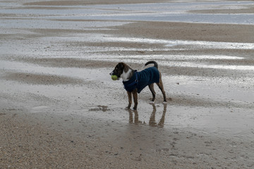 Rainy weather doesn't hold this dog back; successfully caught a ball on the beach