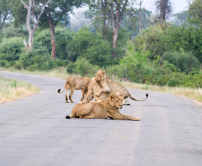 Lions forming a roadblock in the Kruger Park.