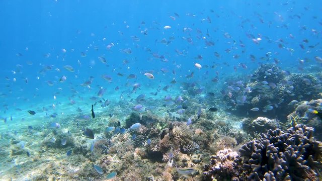 diving with many fish in blue ocean
