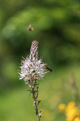 White wildflower Asphodelus albus in the Pyrenees mountain