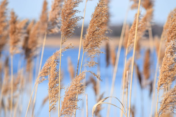Fototapeta premium reed in the wind