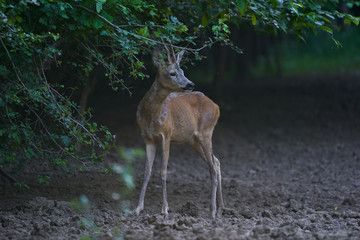 Roe buck by the forest