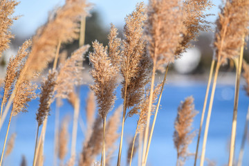 reeds in the snow