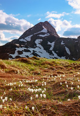 Fiori di montagna