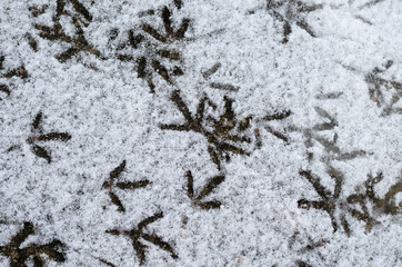 footprints of birds in the snow. The tracks belong to the dove. Hungry birds walk in the snow in search of food.