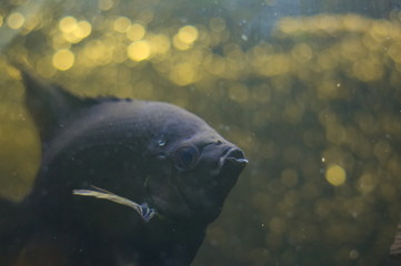 Black Pterophyllum tropical fish in aquarium