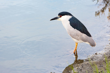 Black-crowned Night Heron (Nycticorax nycticorax) in natural habitat. Wildlife scene from nature. Bird in the water. Adult, American. Daylight, sunset. California, USA. Free space for text.
