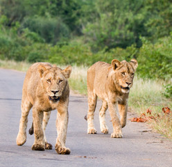 Lions forming a roadblock in the Kruger Park.