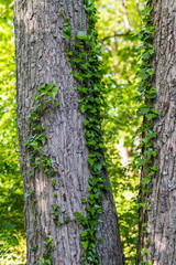 English Ivy on Tree Trunk