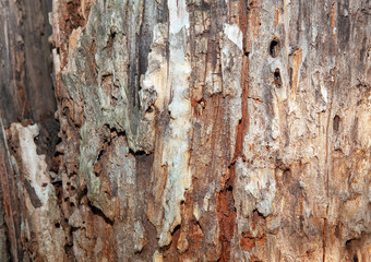 details of natural rotten wood 
