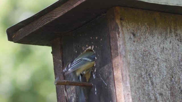 tit flies to birdhouse to enter and feed its chirping chicks with insects in real time