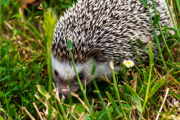African hedgehog