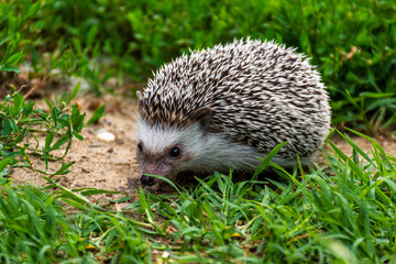 African hedgehog