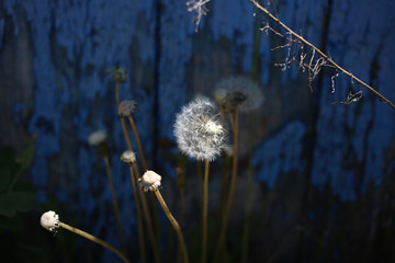 Half of a dandelion in the sunlight, against the background of an old peeling blue door.