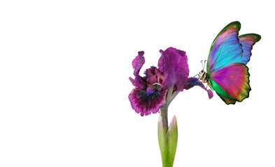 Obraz na płótnie Canvas bright colorful morpho butterfly on a purple iris flower isolated on white. copy space