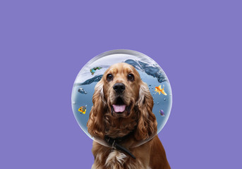 Cute cocker spaniel close-up on an isolated background. The dog carefully looks at the guppy fish in the aquarium. English cocker spael art