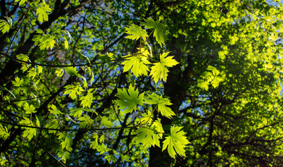 Looking up at new leaves on maple trees in a forest view, blue sky behind, vivid sun lighting up the leaves to a bright green. 