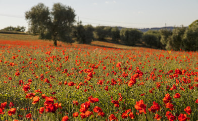 field of poppies