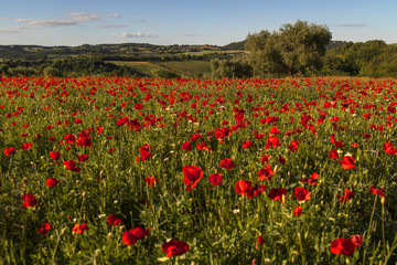 Fototapeta na wymiar field of red poppies in spring