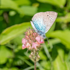Butterfly on flower
Papillon sur une fleur