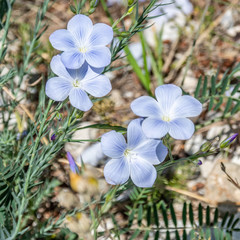 Fleurs en macrophotographie Flower in macrophotography © Bernard