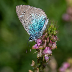 Butterfly on flower
Papillon sur une fleur