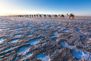 Camel caravan  sunset over dalol salt flats 