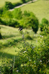 Paysage Campagne 616 © Nicolas Dieppedalle