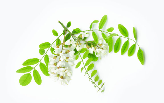 Blooming black locust (Robinia pseudoacacia)  twig with young green leaves and white flowers  isolated on white background.