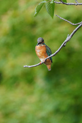 kingfisher on branch
