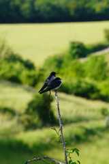 Paysage Campagne 617 © Nicolas Dieppedalle