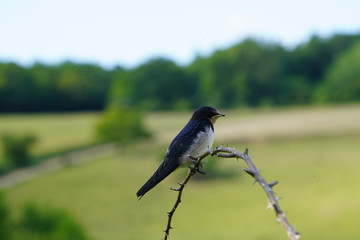 Paysage Campagne 620