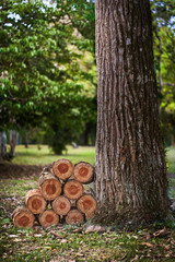 Troncos recien cortados apilados a la par de un arbol 