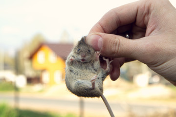 Man hand hanging and showing caught field or house mouse