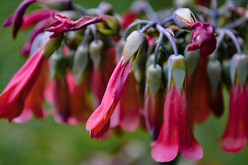 Obraz premium Flor Rosada