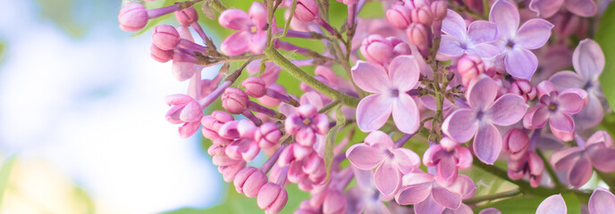 Branch of Fresh lilac flowers macro