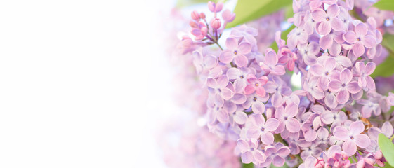 Wide Angle spring frame of lilac flowers