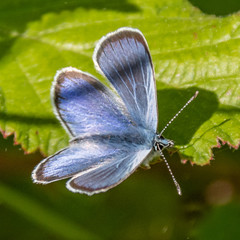 Butterfly on flower
Papillon sur une fleur
