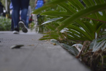 walk