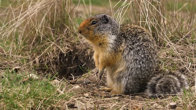 A Columbian ground squirrel (Urocitellus columbianus) in E. C. Manning park, British Columbia, Canada looking out of the entrance of its burrow after a long winter hibernation