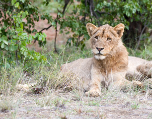Obraz na płótnie Canvas Adolescent male lion Kruger Park