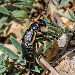 Insect on flower
Insecte sur une fleur