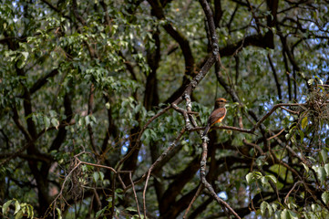 bird